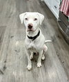 Wyatt the White Knight - Photo 3