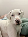 Wyatt the White Knight - Photo 4