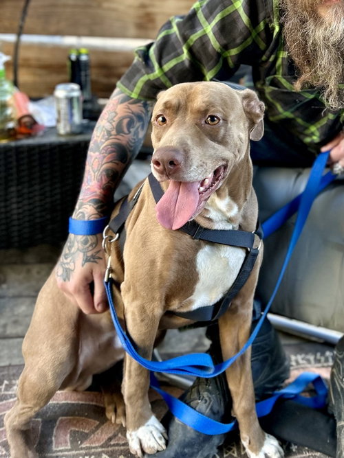 picture of the dog needing adoption