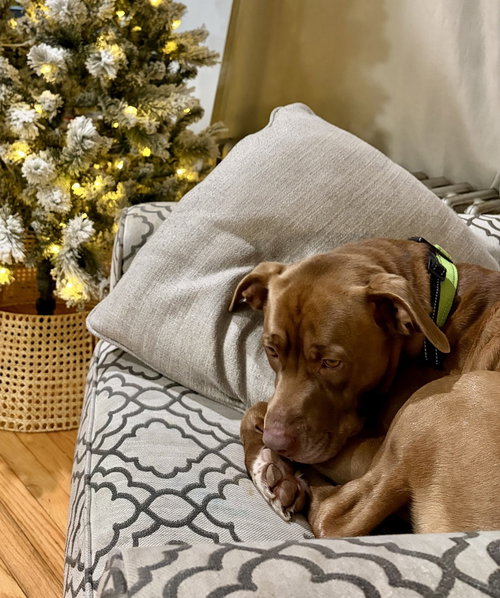 JUNIOR - American Pit Bull Terrier available for adoption