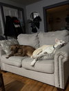 Junior - Photo 3