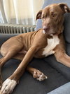 Junior - Photo 1