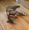 Junior - Photo 4