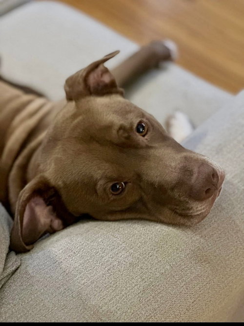 Junior, an adoptable American Pit Bull Terrier in Brewster, NY