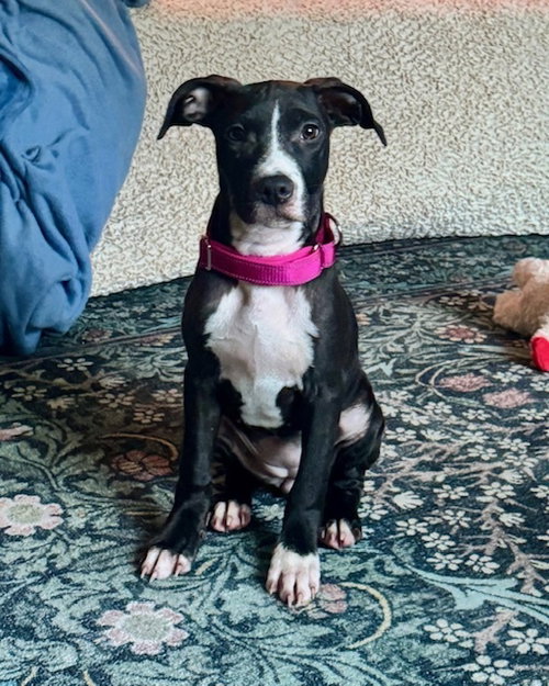 picture of the dog needing adoption