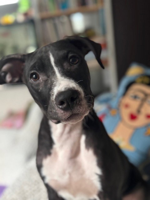 Faith (Nelson Litter) Image