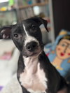 Faith (Nelson Litter) - Photo 1