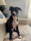 Faith (Nelson Litter) - Photo 2