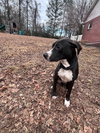 Faith (Nelson Litter) - Photo 3