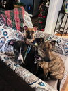 Faith (Nelson Litter) - Photo 4