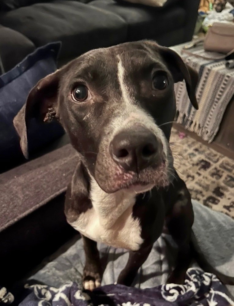 Faith (nelson Litter)