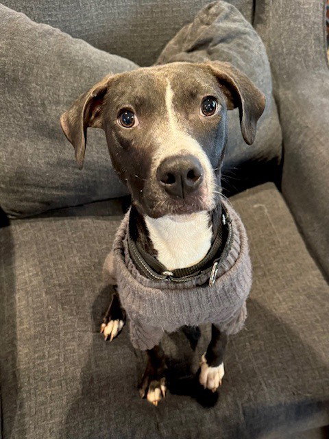 Faith (Nelson Litter), an adoptable American Pit Bull Terrier in Brewster, NY
