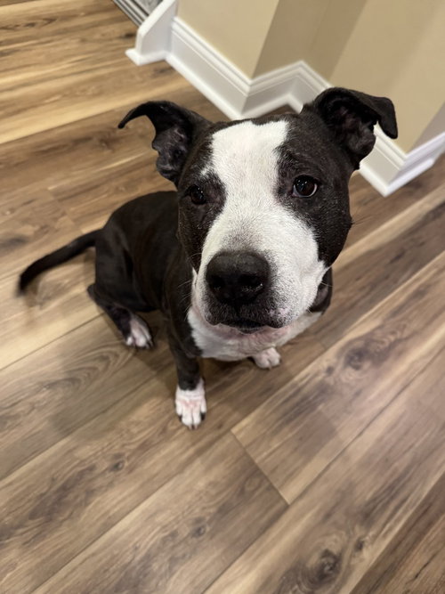 KING (FROM NYC) - American Staffordshire Terrier / American Pit Bull Terrier available for adoption