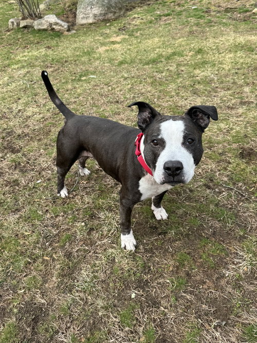 KING (FROM NYC) - American Staffordshire Terrier / American Pit Bull Terrier available for adoption