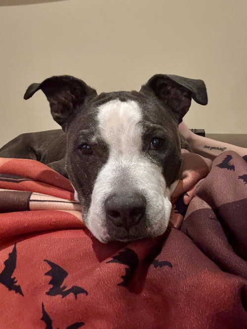 KING (FROM NYC) - American Staffordshire Terrier / American Pit Bull Terrier available for adoption