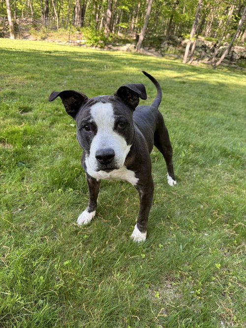 King (from NYC), an adoptable American Staffordshire Terrier in Brewster, NY