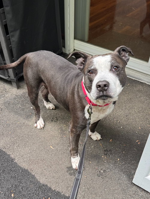 King (from NYC), an adoptable American Pit Bull Terrier in Brewster, NY