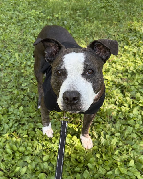 King (from NYC), American Pit Bull Terrier / Staffordshire Bull Terrier / Mixed