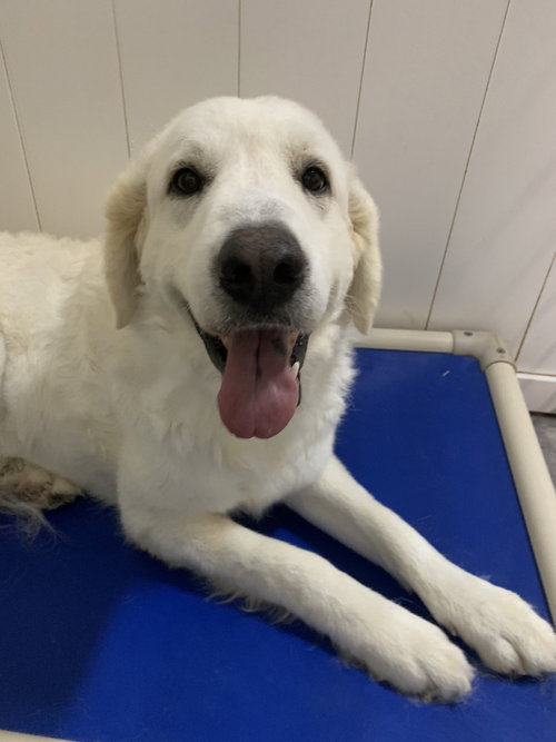 MARY - Great Pyrenees available for adoption