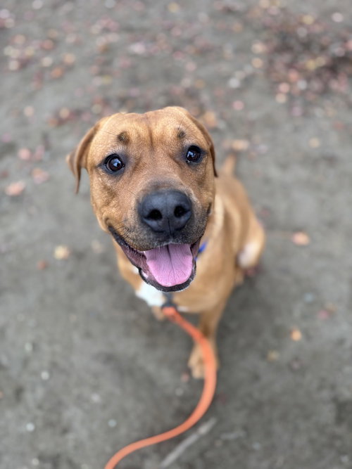 IVY (FROM NYC) - American Staffordshire Terrier / Terrier available for adoption