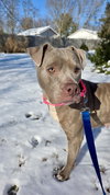 Nova the Nice - Photo 4