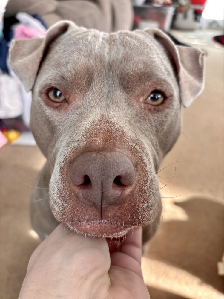 Pit Bull
