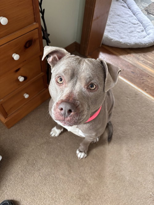 NOVA THE NICE - American Staffordshire Terrier available for adoption