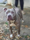 Nova the Nice - Photo 3