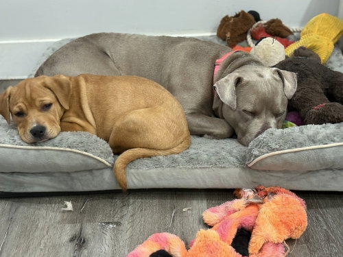 Nova the Nice, an adoptable American Staffordshire Terrier in Brewster, NY