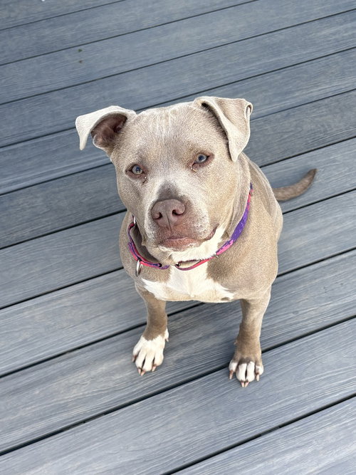 Nova the Nice, an adoptable American Staffordshire Terrier in Brewster, NY