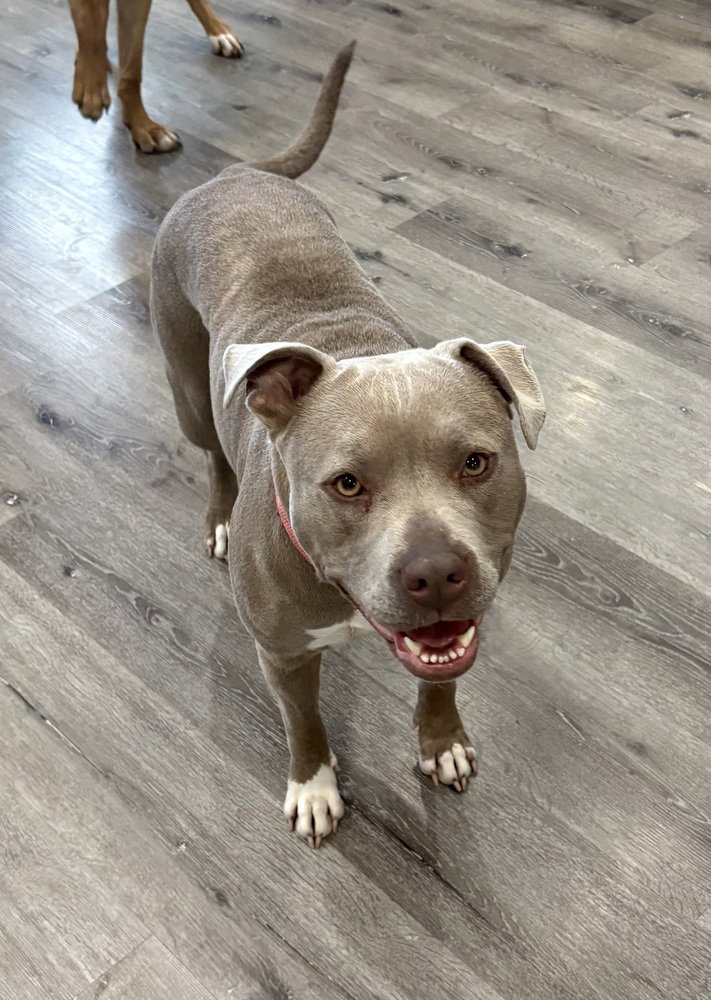 Nova the Nice