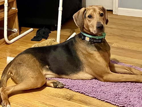 RAMBO (NY) - Plott Hound available for adoption