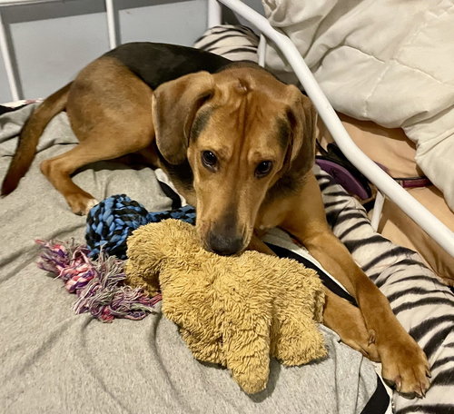 RAMBO (NY) - Plott Hound available for adoption