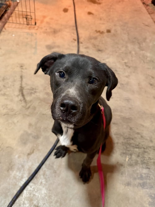 DANIEL THE DASHING - Labrador Retriever / American Pit Bull Terrier available for adoption