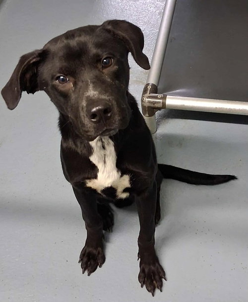 DANIEL THE DASHING - Labrador Retriever / Pit Bull Terrier available for adoption
