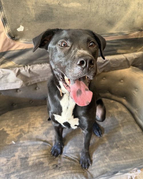 Daniel the Dashing, Labrador Retriever / American Pit Bull Terrier / Mixed
