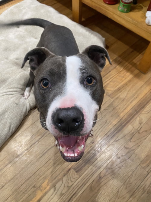 ANGELA - American Staffordshire Terrier / American Pit Bull Terrier available for adoption