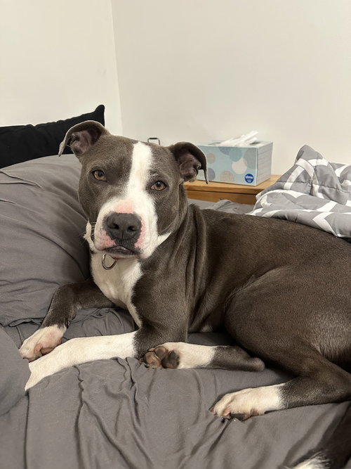 AC - ANGELA - American Staffordshire Terrier / American Pit Bull Terrier available for adoption