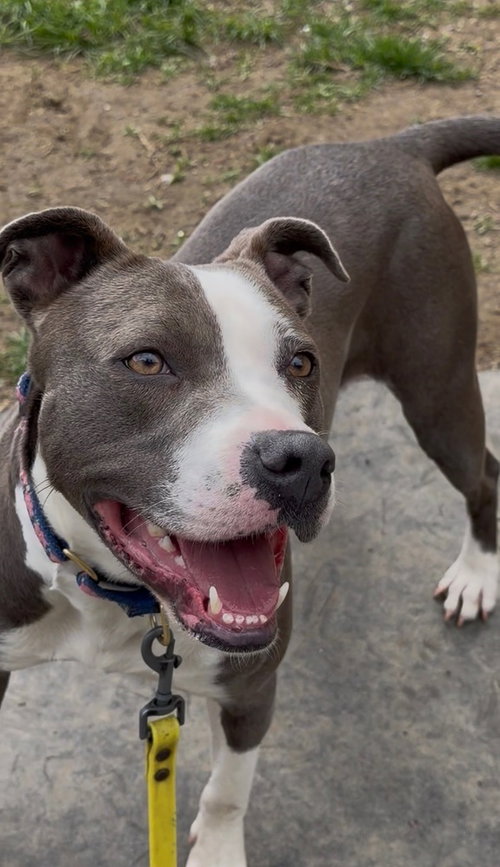 AC - Angela, an adoptable American Pit Bull Terrier in Brewster, NY