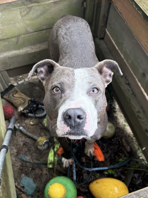 AC - Angela, an adoptable American Pit Bull Terrier in Brewster, NY