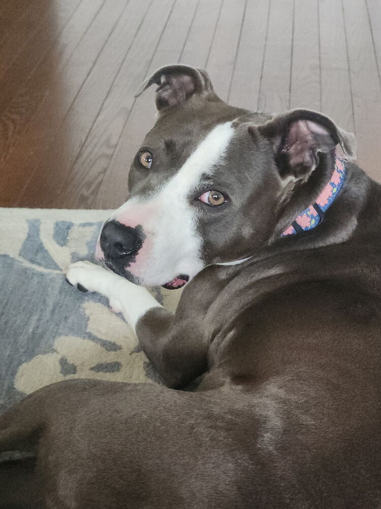 Angela, dog