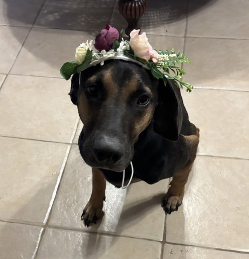 MONTANA - Labrador Retriever / Black and Tan Coonhound available for adoption