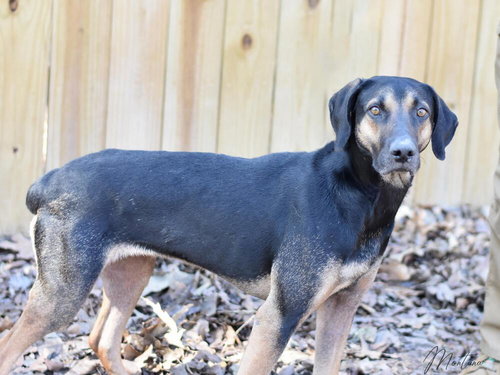 MONTANA - Labrador Retriever / Black and Tan Coonhound available for adoption