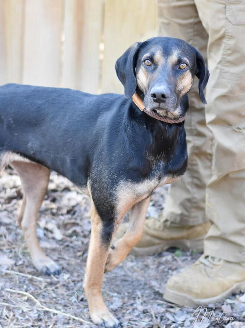 MONTANA - Labrador Retriever / Black and Tan Coonhound available for adoption
