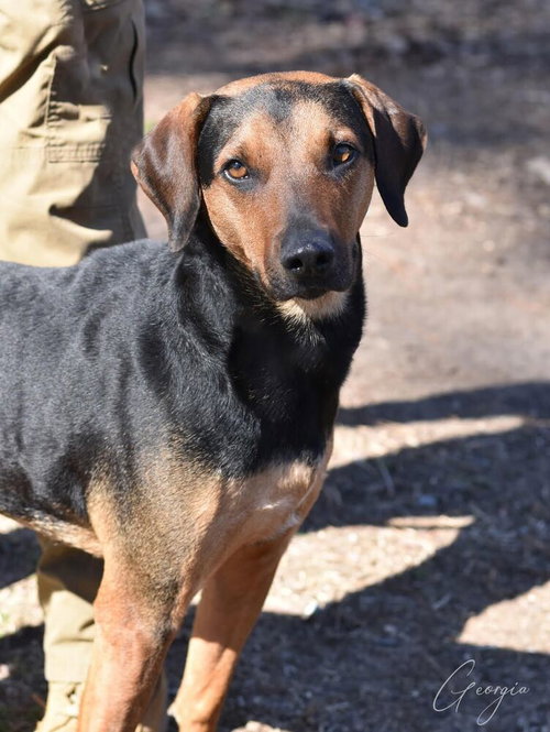 GEORGIA - Labrador Retriever / Black and Tan Coonhound available for adoption