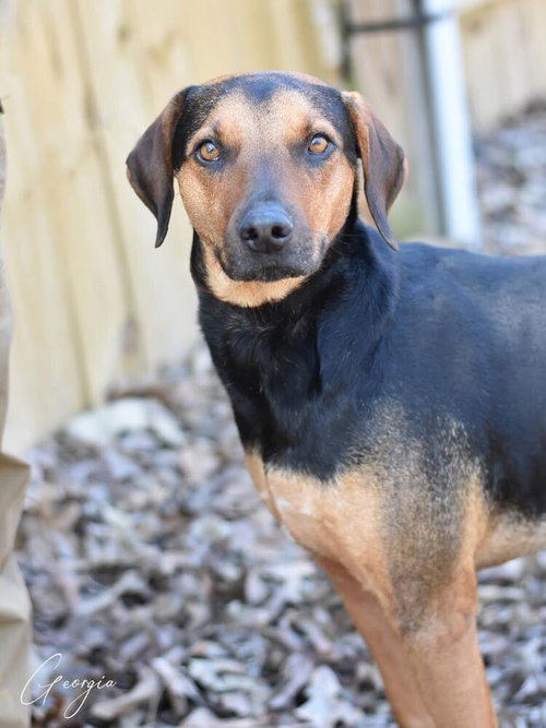 GEORGIA - Labrador Retriever / Black and Tan Coonhound available for adoption
