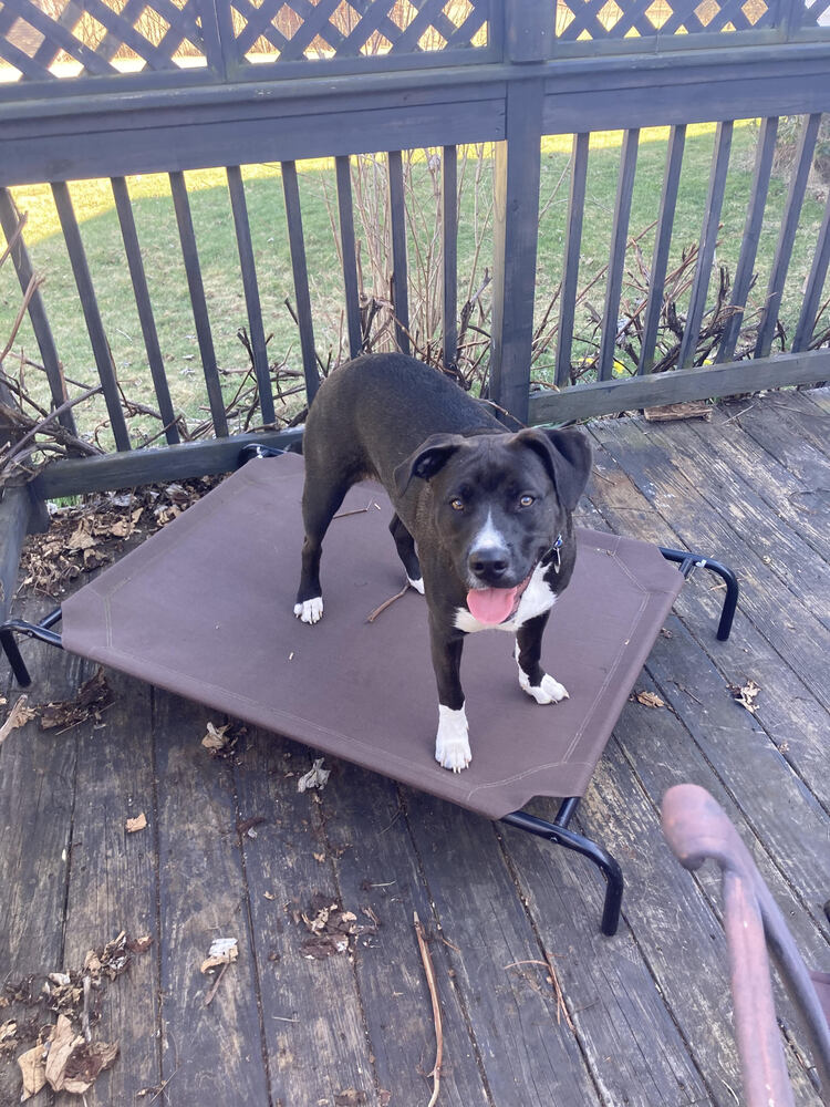 Millie aka Tina (Summer Blue Litter) Image