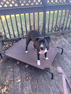 Millie aka Tina (Summer Blue Litter) - Photo 1