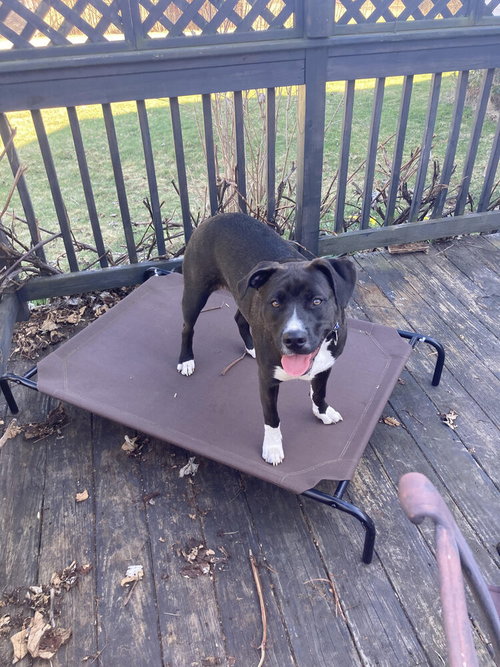 MILLIE AKA TINA (SUMMER BLUE LITTER) - Labrador Retriever / Pit Bull Terrier available for adoption