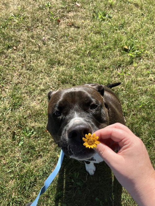 MILLIE AKA TINA (SUMMER BLUE LITTER) - Labrador Retriever / Pit Bull Terrier available for adoption